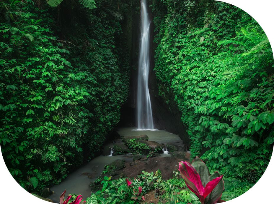 Waterfall and flowers in the Jungle